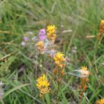 f9e78f_0e8c9a8c838847d39a82e8e60ff0c737~mv2