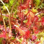 Soldogg Foto: ATS 2014