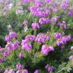 Klokkelyng (Erica tetralix, LC21) Foto: ATS 2012