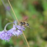 Blomsterflue på Blåknapp Foto: ATS 2019