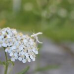 Ryllikfjærmøll på Ryllik (Gillmeria pallidactyla) Foto: ATS 29 jul 2020