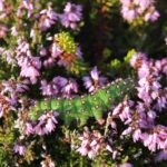 Åme av Nattpåfugløye i Røsslyng (Saturnia pavonia) Foto: ATS 2009