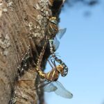 Stor øyenstikker- Starrlibelle Art: Starrlibelle (Aeshna juncea)