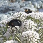 Stor snylteflue (Tachina grossa) Foto: ATS 2017