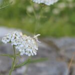 Ryllik (Achillea millefolium) Foto: ATS 2019
