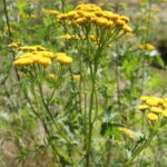 Reinfann (Tanacetum vulgare, LC21) Foto: ATS 2019