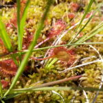 Soldogg, en kjøttetende plante. Foto: ATS 2014