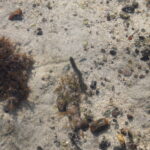 Blå Børstemark (Phyllodocidae)