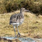 Storspove - Sterkt truet