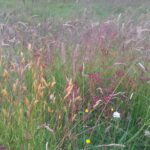 Engkvein/Rødsvingel Foto: ATS 2012