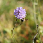 Blåknapp (Succisa pratensis, LC21) Foto: ATS 2019