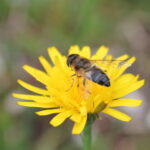 Kystgrisøre (Hypochaeris radicata, LC21) Foto: ATS 2019