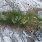 Strandarve (Honckenya peploides, LC21) Foto: ATS 2016