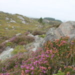 Klokkelyng (Erica tetralix, LC21) Foto: ATS 2013