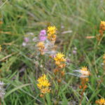 Rome (Narthecium ossifragum, LC21) Foto: ATS 2013