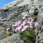 Fjærekoll  Foto: ATS 2019