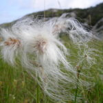 Myrull Foto: ATS 2008