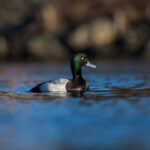 Bergand (hann) - Sterkt Truet