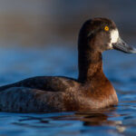 Bergand (hunn) - Sterkt Truet