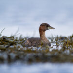 Dvergdykker - Sterkt Truet