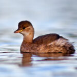 Dvergdykker - Sterkt Truet