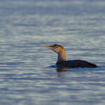 Gulnebblom - Sårbar