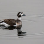 Havelle - Nær Truet