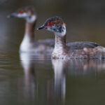 Horndykker - Sårbar