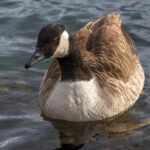Kanadagås - fremmedart men liten økologisk risiko