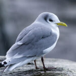 Krykkje - Kritisk Truet