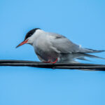 Makrellterne - Sterkt Truet