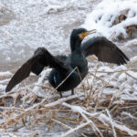 Mellomskarv - Nær truet