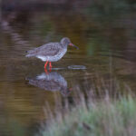 Rødstilk - Nær Truet