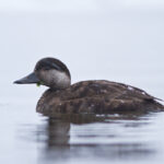 Svartand (hunn) - Sårbar